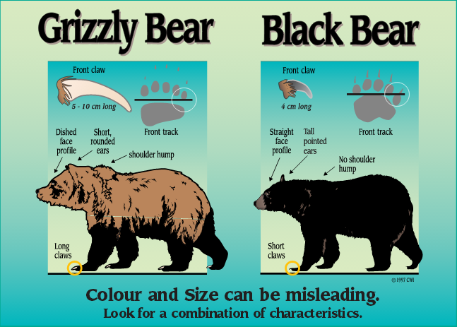 black bear or grizzly bear ?
